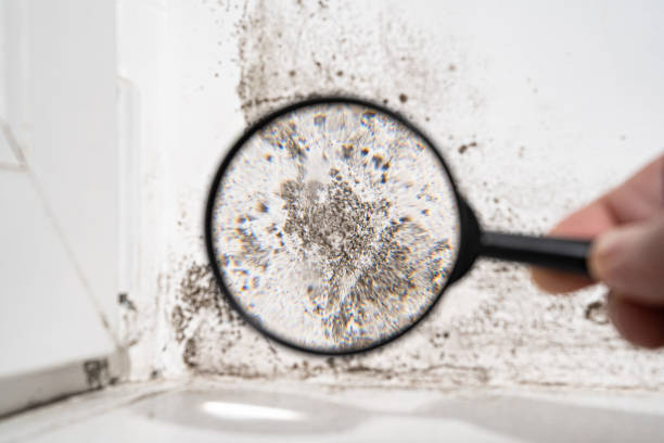 Baldwin, GA Mold Removal Company